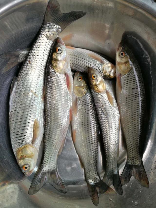 清蒸鱼怎么做才能既美观又美味