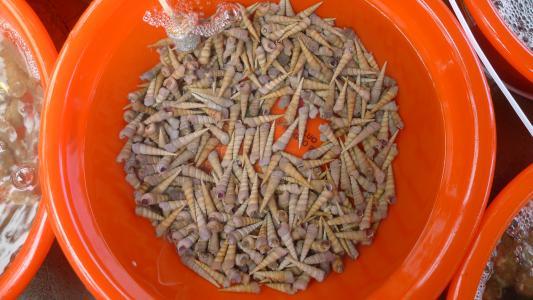 为什么越来越少人吃福寿螺，钉螺是什么经常吃有什么危害