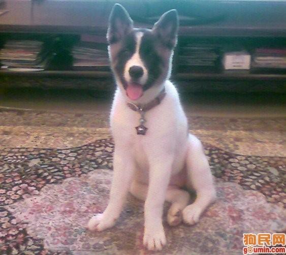 美系秋田犬咬人吗:柴犬和秋田犬的区别是什么？