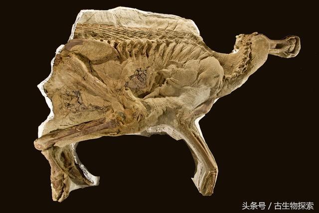 黄利辉干尸:《心灵法医》明川到底是不是干尸案的凶手