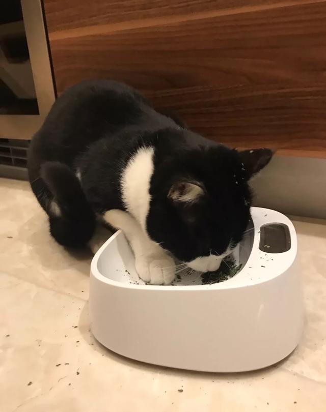 赵子易:王思聪会给他的猫买Tiffany8万块的毛线球吗
