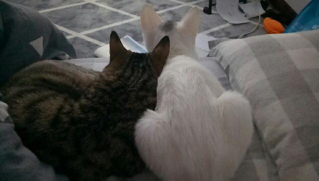 收养流浪猫 弓形虫:为什么租房的人不可以领养流浪猫？ 收养流浪猫要查弓形虫吗?