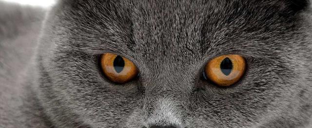 百变猫咪写真:你拍过最好看的猫片是什么？