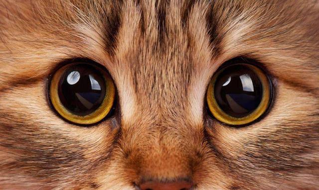 百变猫咪写真:你拍过最好看的猫片是什么？