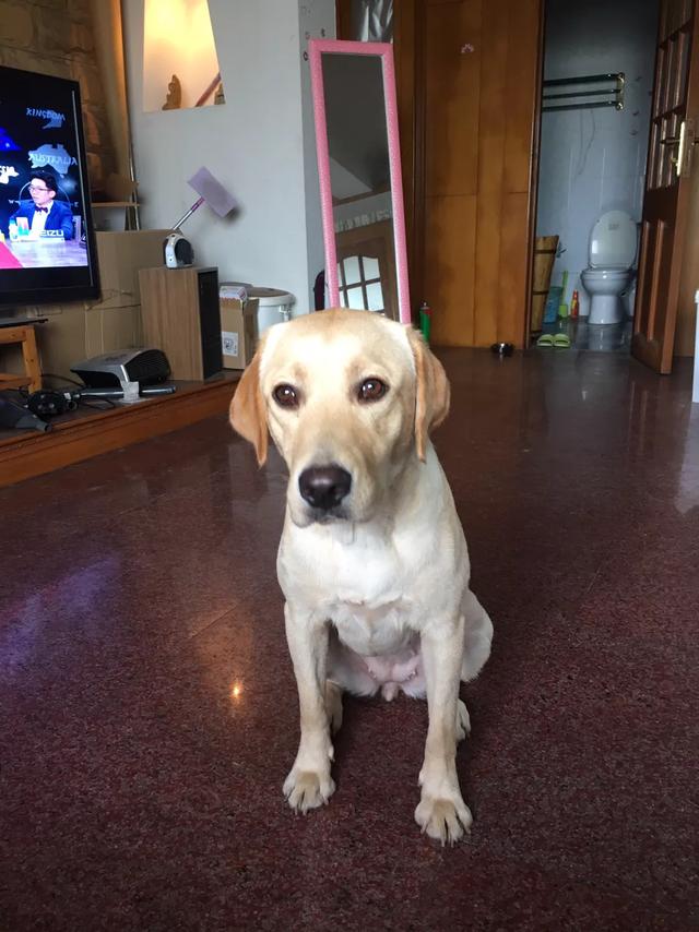 狗狗犬瘟会发抖吗:吉娃娃狗为什么喜欢发抖？
