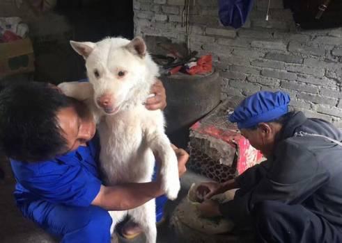 日本柴犬:为什么中华田园犬和日本柴犬，在各自国家的待遇差别这么大？ 日本柴犬图片