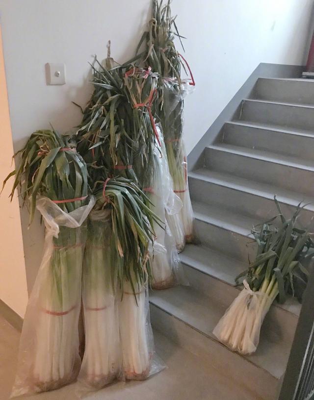 山东章丘大葱高过人:山东章丘的大葱最高多少米？