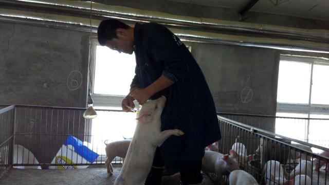 猪的防疫疫苗种类:养猪不同时期都打什么疫苗？
