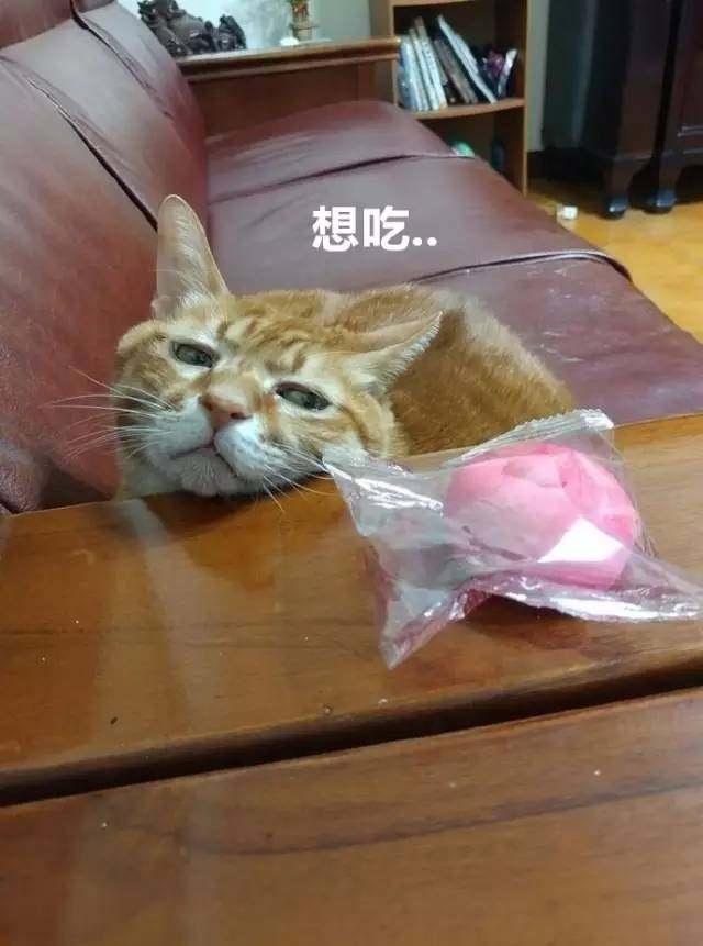 瓜皮猫花色叫法:你能辨别出抹过激素带花的“毒黄瓜”吗？