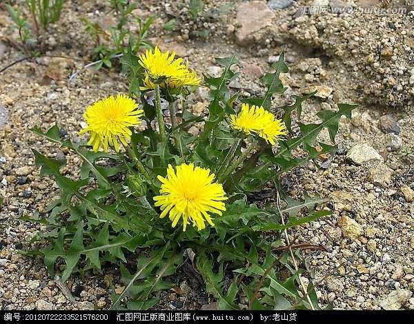 头条问答 蒲公英的花能吃吗 67个回答