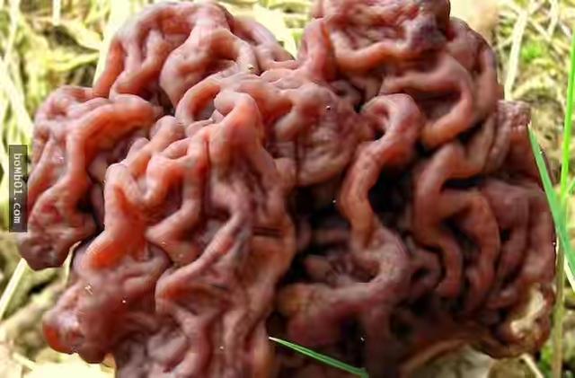 世界濒临灭绝的植物:即将灭绝的动植物有哪些？