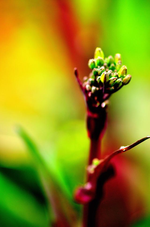 红菜苔是湖北特产吗 怎么做好吃 武汉壹周的回答 头条问答