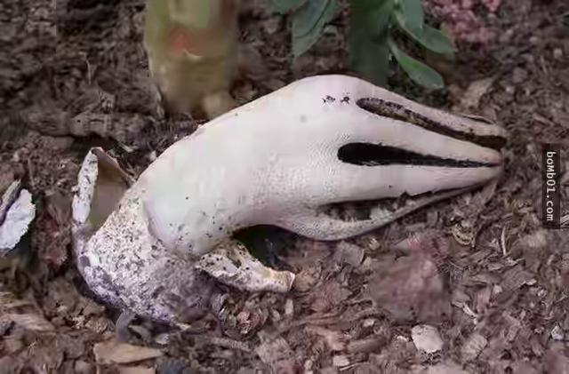 世界濒临灭绝的植物:即将灭绝的动植物有哪些？