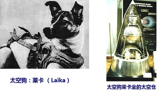 莱卡犬:当年送上太空的猩猩，按指令完成任务后，回到地球却成了什么模样