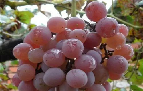 蓬莱市威亚德葡萄酒，山东有什么水果是最有名的