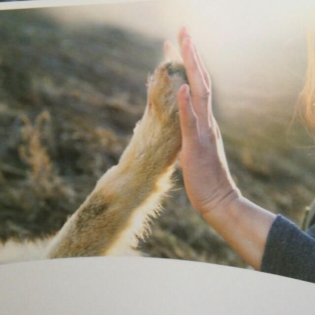 狼王与藏獒阅读全文:都说“十犬一獒”，藏獒真的有那么厉害吗？ 狼王归来免费阅读全文