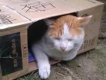 自制猫窝:用泡沫箱做个小窝，适合小猫用吗？为什么？