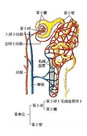 血肌酐高和什么因素有关，肌酐升高的常见原因有哪些