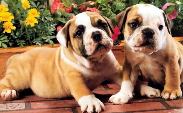 英国斗牛犬俱乐部吧:养英国斗牛犬是一种什么样子的体验？