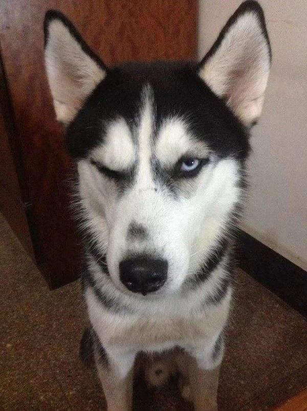 现实中的啸天神犬战斗力最强的狗:哪些狗狗看似面善，实际战斗力很强？