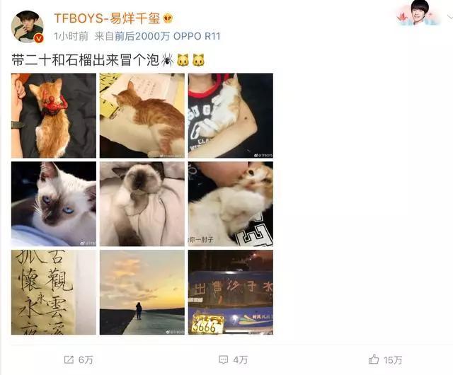 吸猫:如何看待当代年轻人喜欢吸猫多过于养狗？