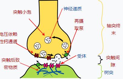 头条问答 - 神经传递的信号是什么信号?电信号?化学信号?