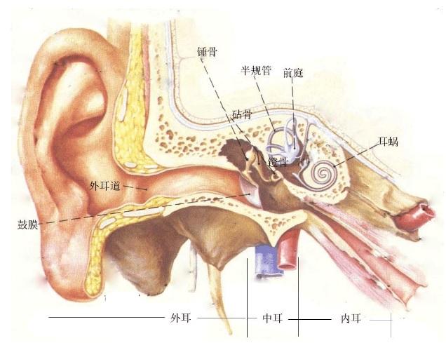 如何预防耳朵异物，耳屎是怎么形成的长时间不清理会影响听力吗