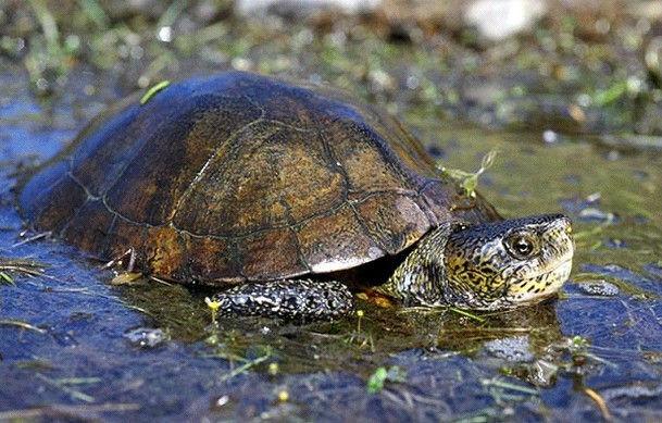上海大玩家金头闭壳龟:养的小乌龟可以一直泡在鱼缸里吗？