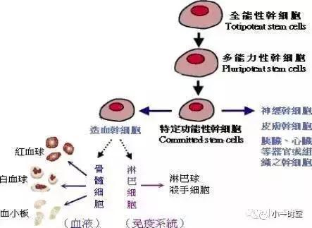 头条问答 - 如何看待中邦干细胞的临床应用情况呢?(2个回答)