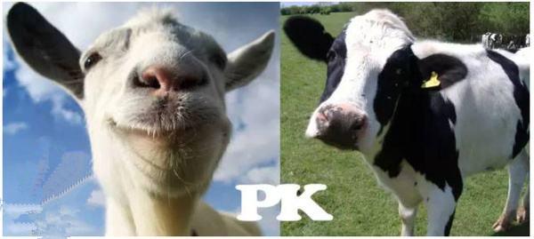 羊奶营养成分真比牛奶高吗，羊奶真的比牛奶有营养吗？有什么营养价值，广告老说它好？