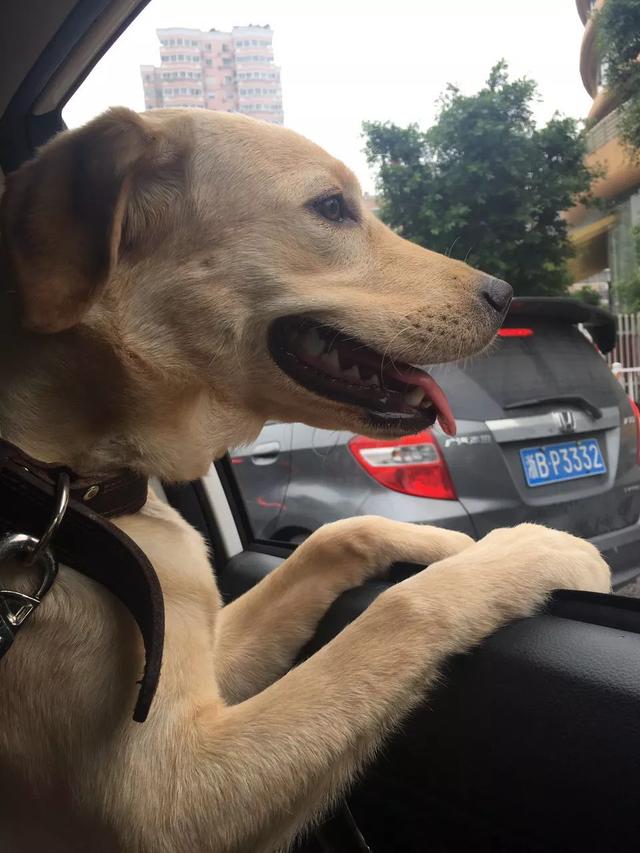 至尊犬奴:狗是伴侣动物，下这个结论的人有资格代表人类吗？