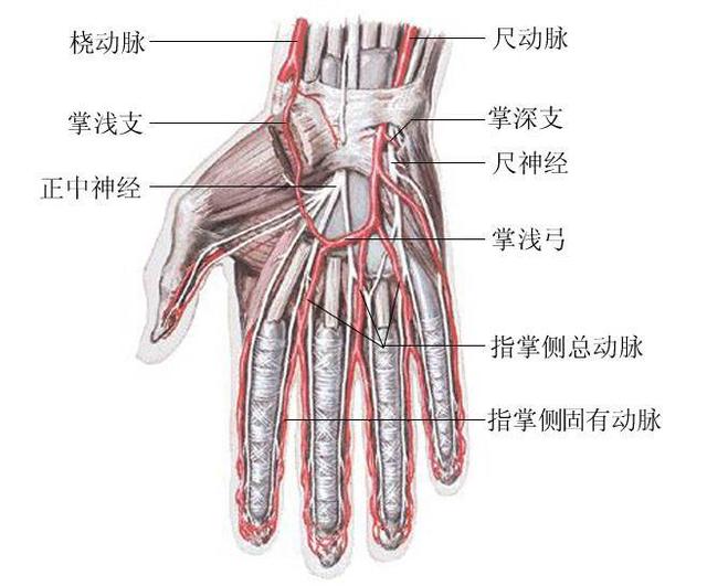 为什么割腕会死人而断臂的人却能活着