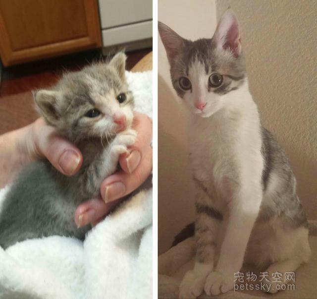 收养狗狗:领养一只狗狗的亲身体验怎么样？领养的狗狗会和自己亲吗？