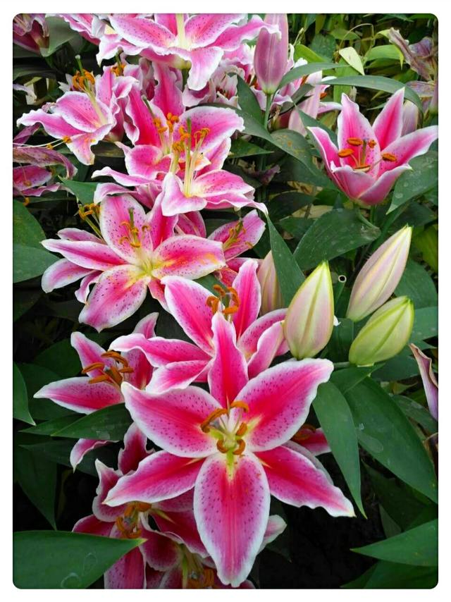 头条问答 百合花都有什么颜色的 7个回答