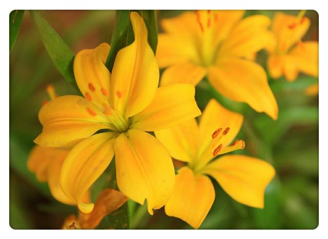 头条问答 百合花都有什么颜色的 7个回答