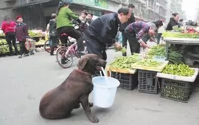 优质的拉布拉多犬性格特征有哪些:养拉布拉多犬该注意哪些 拉布拉多犬几岁能听话，走路能好好走不东一头西一头的会随行？