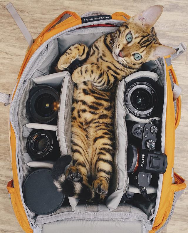 孟加拉国猫是活动量非常大的猫咪:养孟加拉豹猫是什么体验？