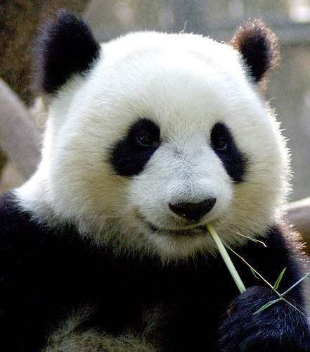 熊猫怎么样：熊猫怎么样才能拍出彩色的照片