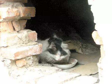 关于流浪狗和流浪猫感悟:你们在路上看到流浪猫、狗时会选择无视还是帮助？