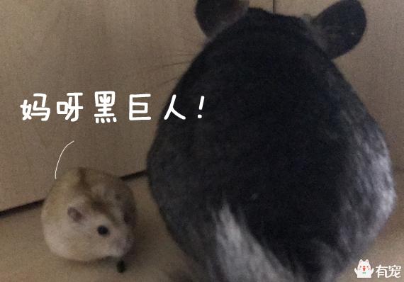 2021年霸王角蛙寿命有多长:龙猫好养吗，有啥优缺点？