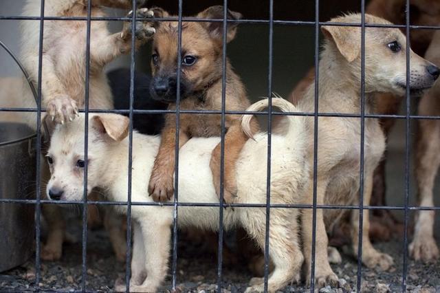 世界狂犬病发病率:为什么美国狂犬病发病率那么低，到底怎么做到的？ 中国狂犬病发病率世界第