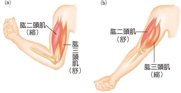 头条问答 肱二头肌的拮抗肌是什么 4个回答