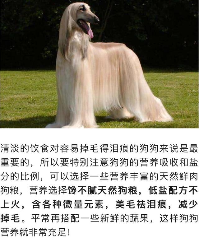 边境牧羊犬性格分析:边境牧羊犬的特点和性格特征 为什么有的人不敢养边境牧羊犬？