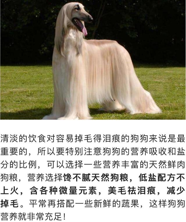 边境牧羊犬的图片上传:边境牧羊犬有哪些我们不知道的优点？