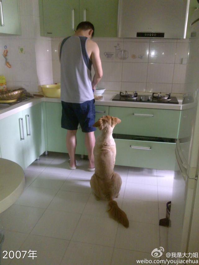 绿鱼狗照片:有人说金毛成为了受欢迎的宠物狗，你怎么看？