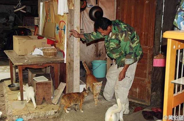 女孩收养流浪猫狗感染险丧命:期喂养流浪猫狗，咬伤人的话要赔偿吗？