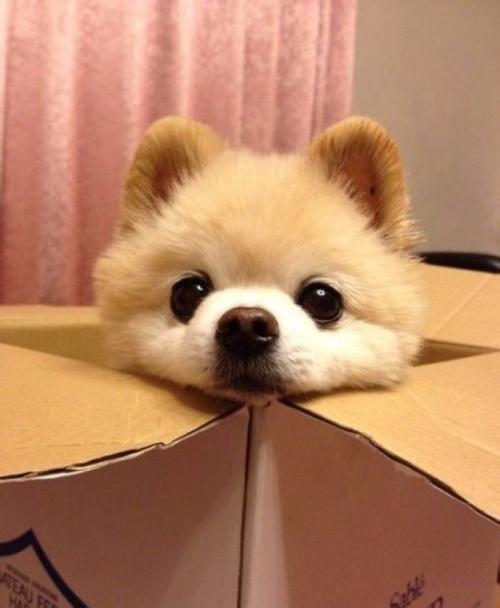 俊介是什么品种的狗:俊介犬好养吗，俊介是博美犬的一种