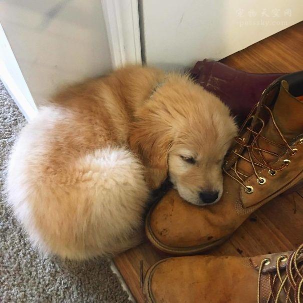 宠物犬图片大全:宠物狗大全图片及名称 有人说金毛成为了受欢迎的宠物狗，你怎么看？