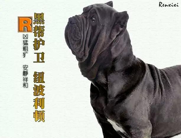 卡斯罗和法国波尔多犬:狗，犬，獒有什么不同？哪个更适合家养？