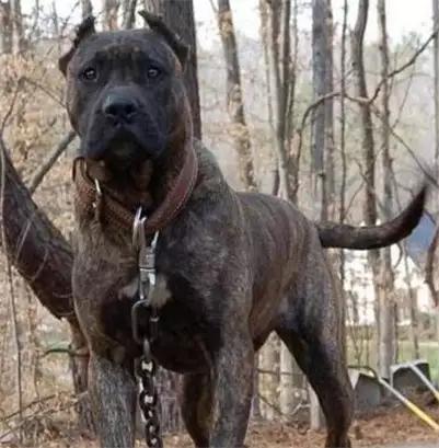 法国獒犬视频:法国波尔多獒犬 狗，犬，獒有什么不同？哪个更适合家养？
